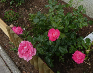 deep pink roses