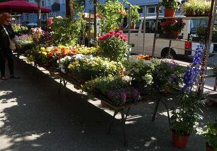 various flowers