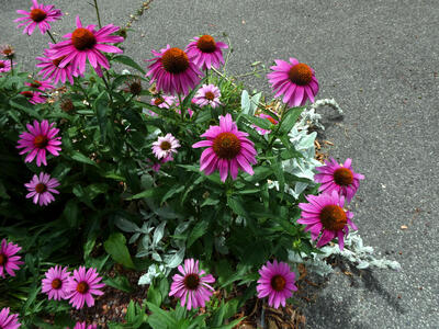purple flowers