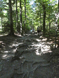 tree roots