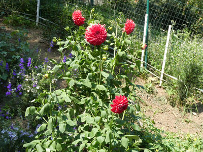 red flowers
