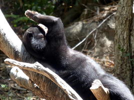 Sun bear reclining on tree branch