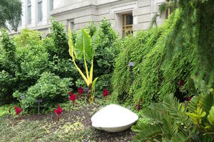 Large leafy plant