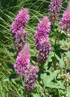 Purple flowers
