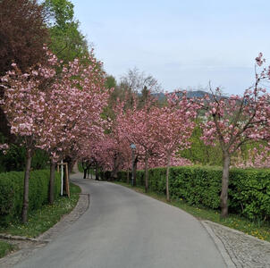 cherry trees