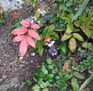 Pink and green leaves, blue oval berries