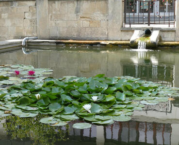 In foreground, lily pads. At back, spout of a fountain