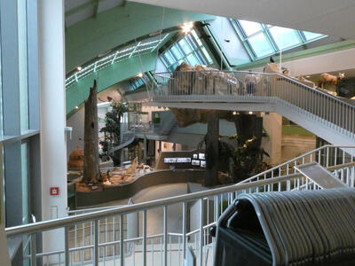 Long view of Natural History Museum, with stairways between levels