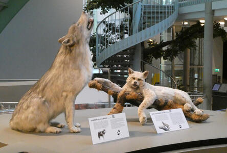 Taxidermied european wolf at left, lynx at right.