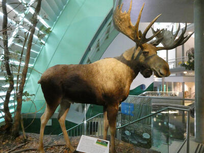 Elk with large antlers