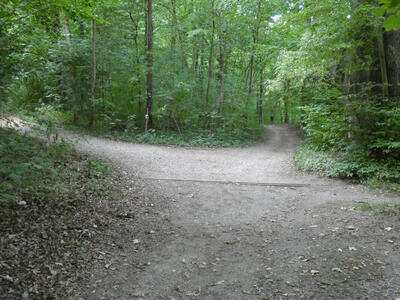 Two paths diverging in the woods