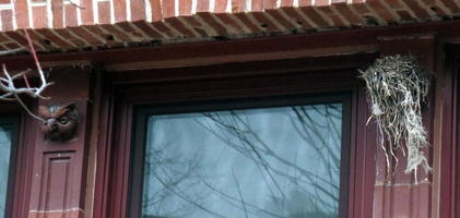 Window frame; carved owl at left and bird’s nest on right