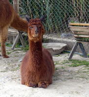 Resting brown alpaca