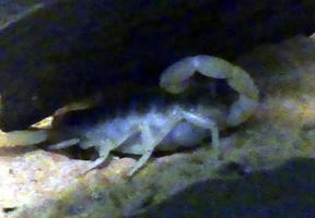 small scorpion small scorpion