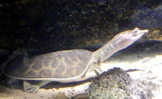 african softshell tortoise african softshell tortoise