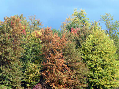autumn colors