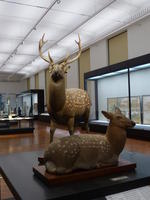 deer deer