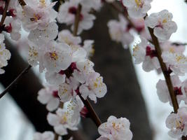 cherry blossoms cherry blossoms