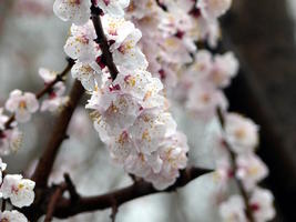 cherry blossoms cherry blossoms
