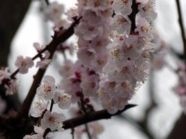 cherry blossoms cherry blossoms