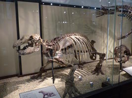 dinosaur skeleton dinosaur skeleton