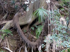 tree roots tree roots