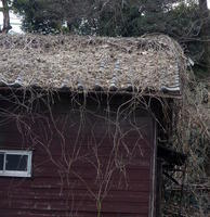 thatched roof thatched roof