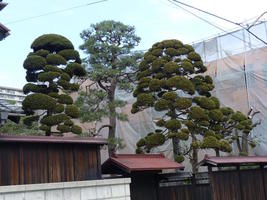 japanese trees japanese trees