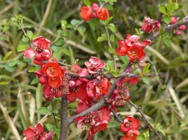 red flowers red flowers