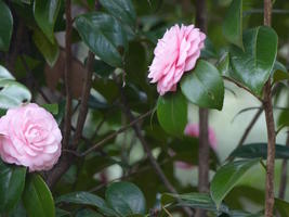 pink roses pink roses