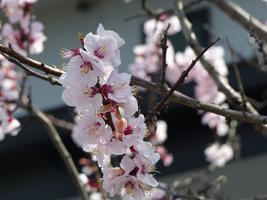 cherry blossoms cherry blossoms