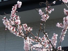 cherry blossoms cherry blossoms