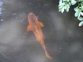orange koi orange koi