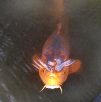 orange koi orange koi
