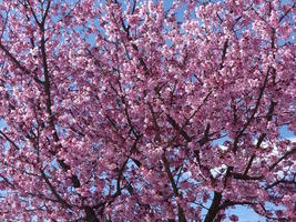 cherry blossoms cherry blossoms
