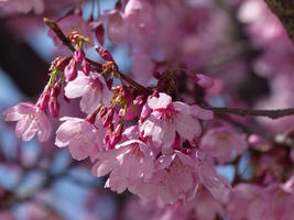 cherry blossoms cherry blossoms