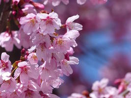 cherry blossoms cherry blossoms