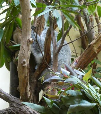 Koala in tree, mostly obscured by leaves