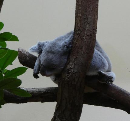 Koala sleeping in fork of a tree branch