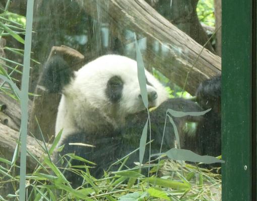 Head of giant panda eating bamboo