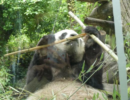 Panda with front paws holding pieces of bamboo