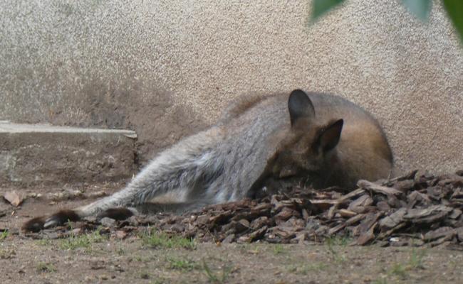 Sleeping kangaroo