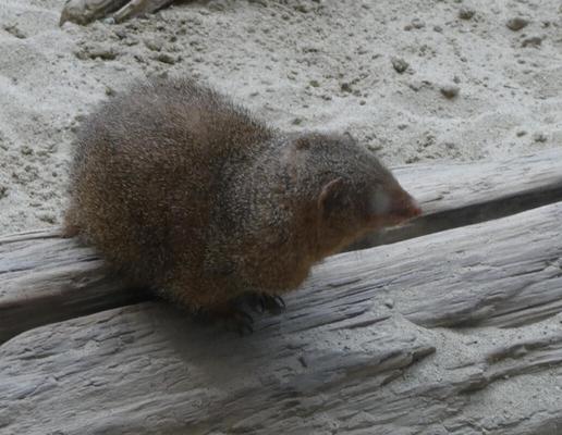 Small hedgehog-like animal.