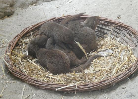 Basket filled with baby brown animals with long tails