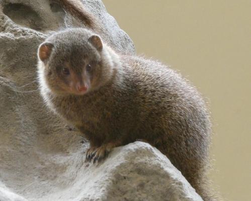 Small brown rodent-like creature looking at camera