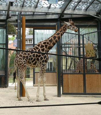 Giraffe standing behind a wire fence