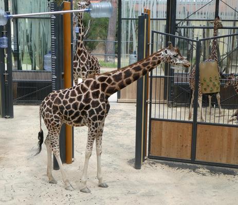 Giraffe eating leaves from a basket hanging from ceiling