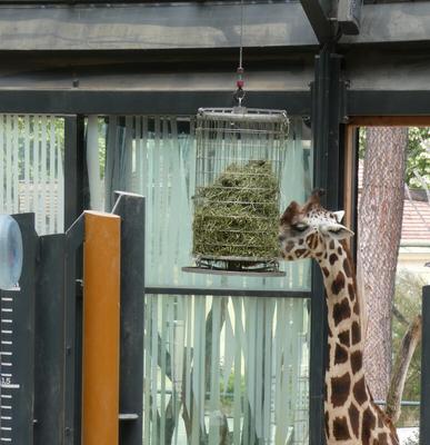 Giraffe eating leaves and grass from a basket suspended from ceiling.