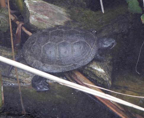 Turtle resting on a rock