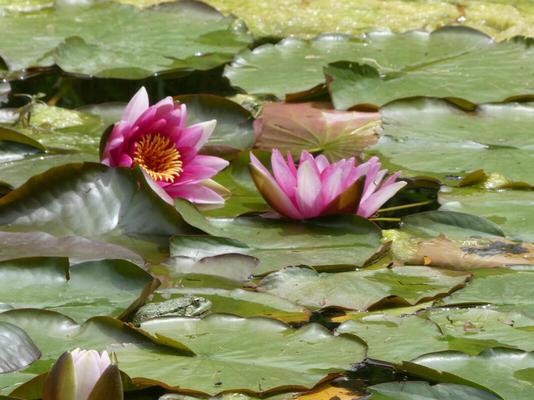 Leaf-covered pond. Two pink flowers are among the leaves.